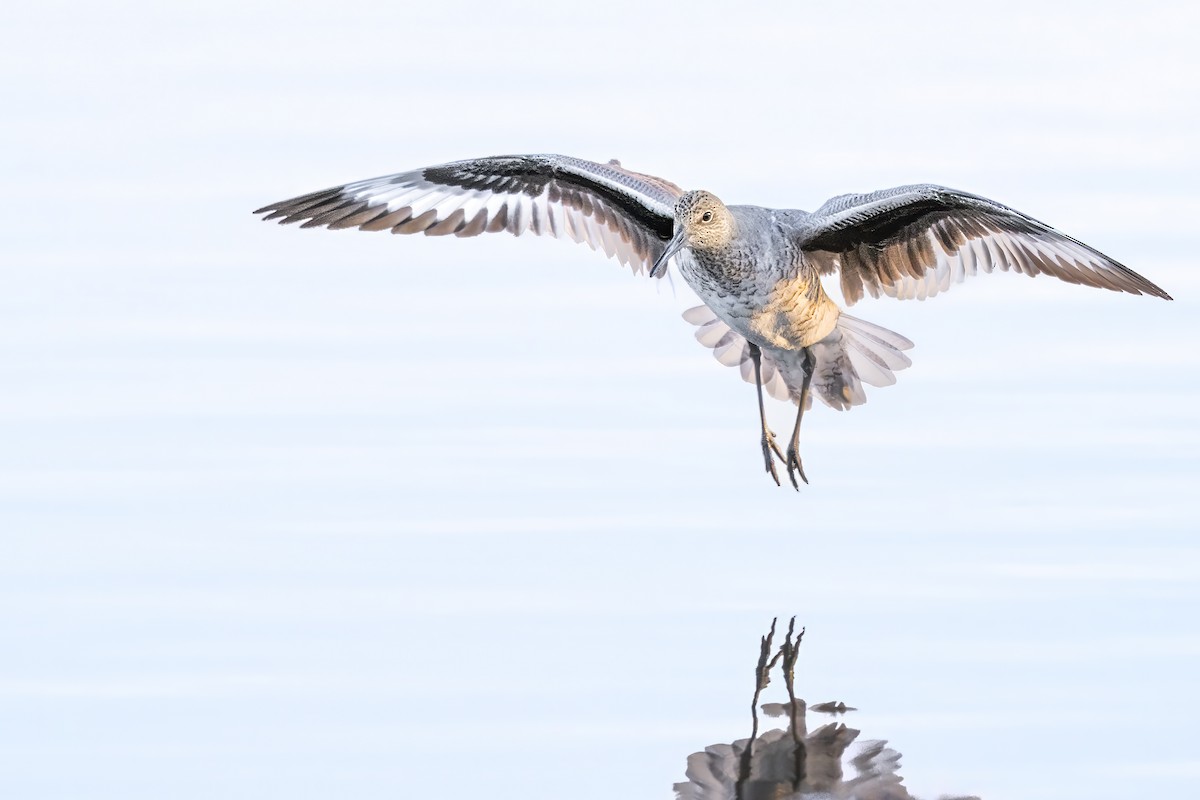 ハジロオオシギ - ML644082065