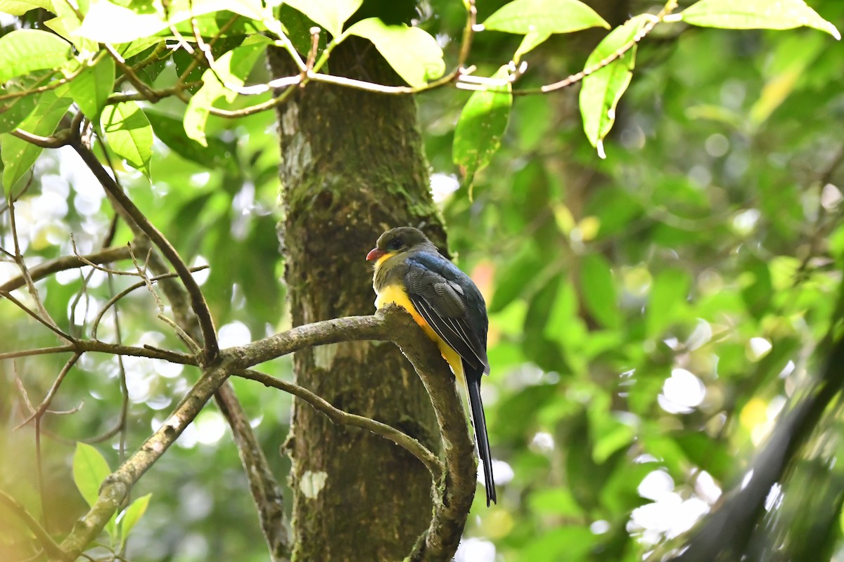Javan Trogon - ML644082091