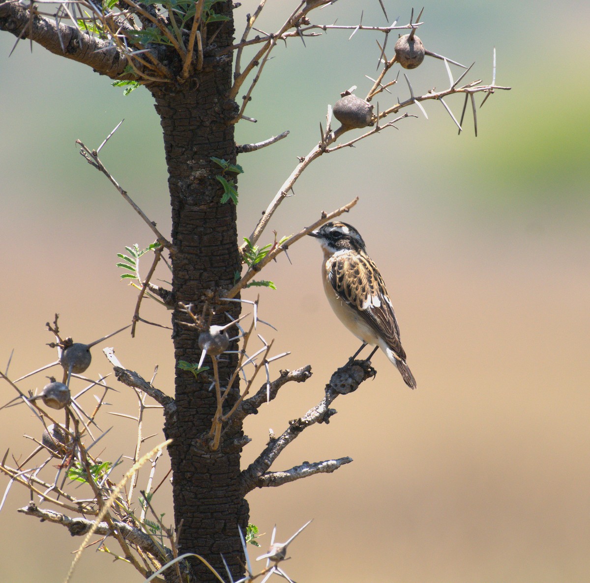 Whinchat - ML644082104