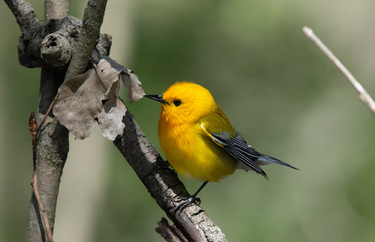 Prothonotary Warbler - ML644082110