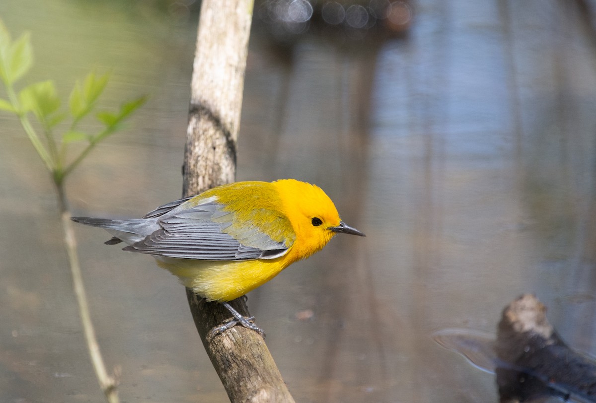Prothonotary Warbler - ML644082111