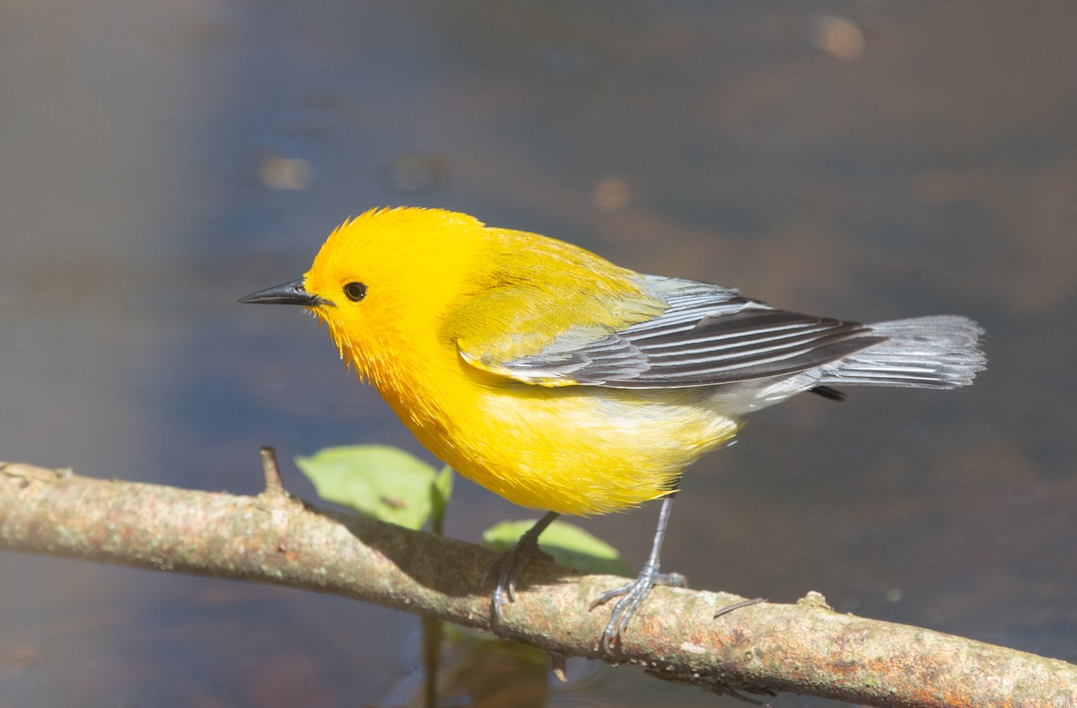 Prothonotary Warbler - ML644082112