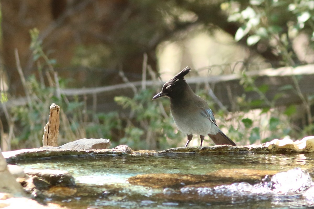 Steller's Jay - ML644082122