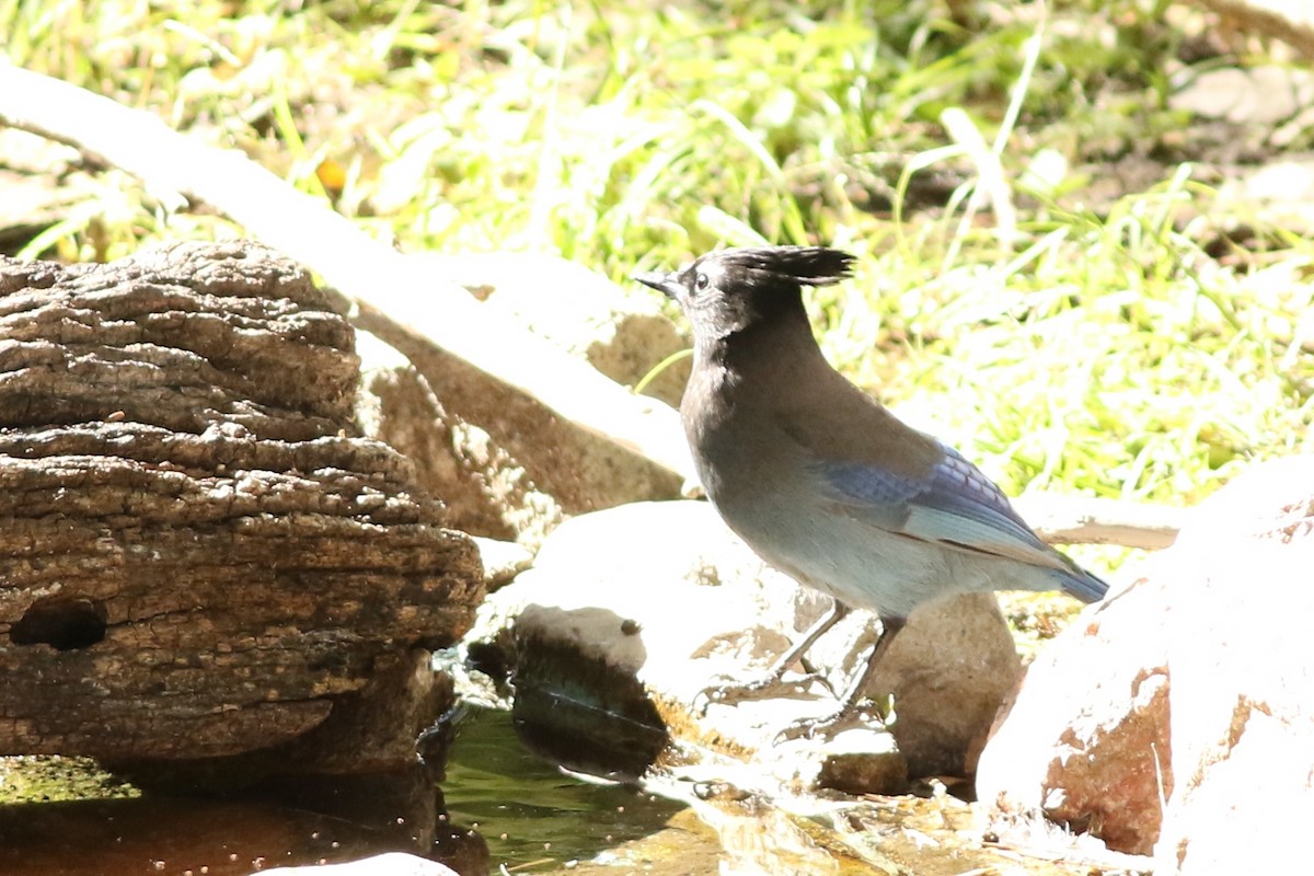Steller's Jay - ML644082123