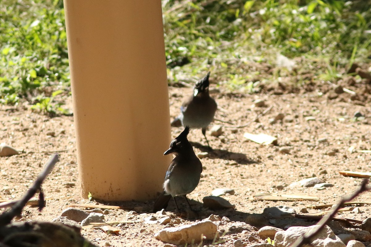 Steller's Jay - ML644082124