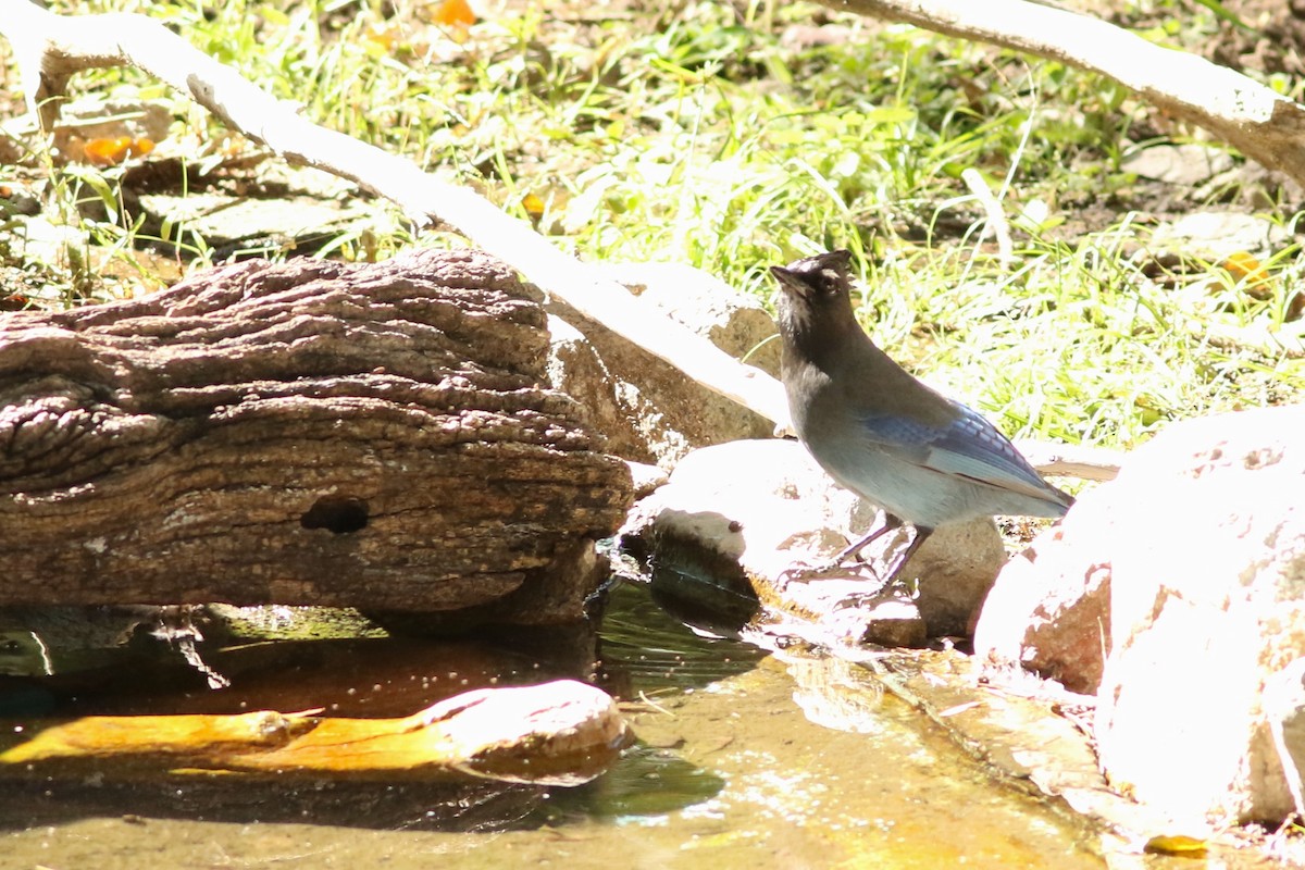 Steller's Jay - ML644082125