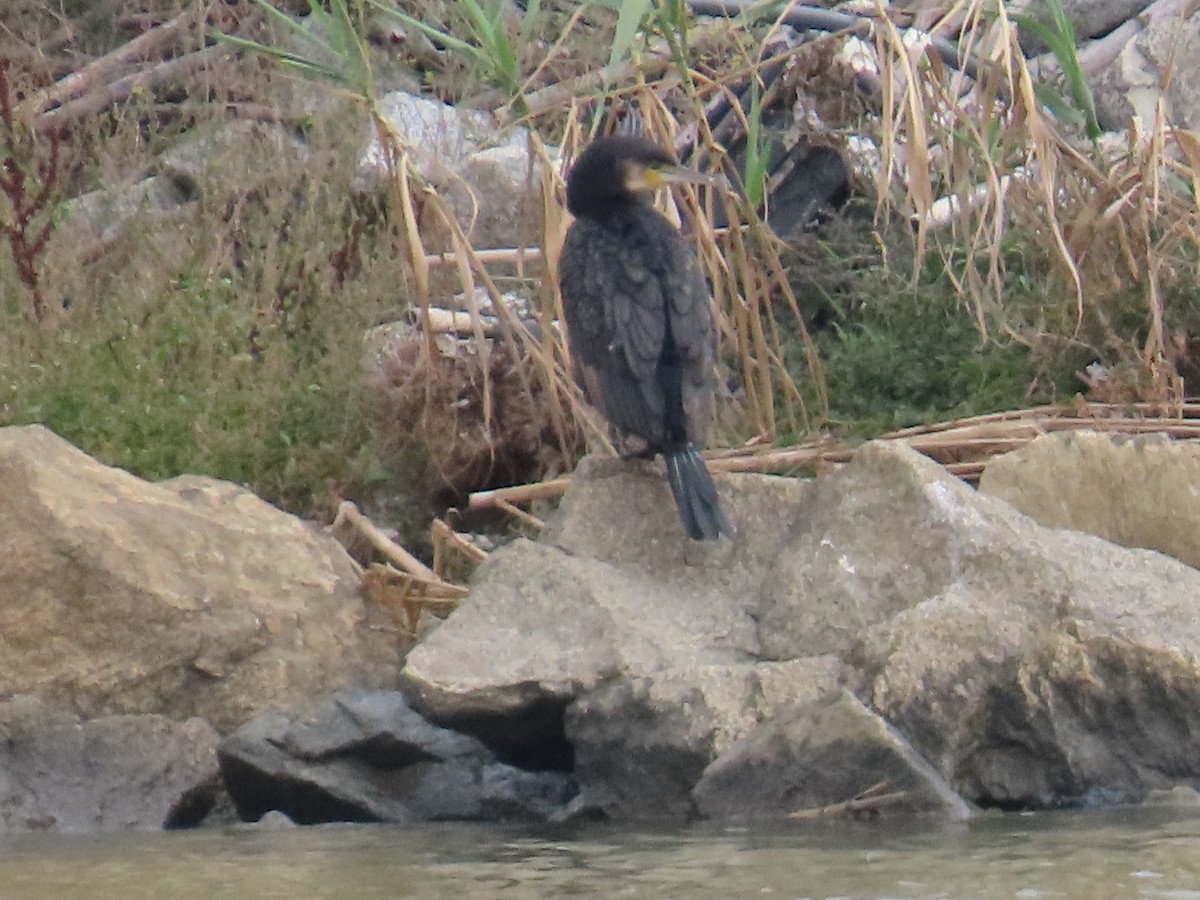 Great Cormorant - ML644082134
