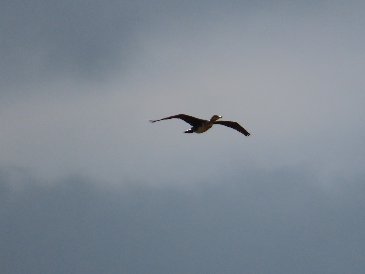 Great Cormorant - ML644082137