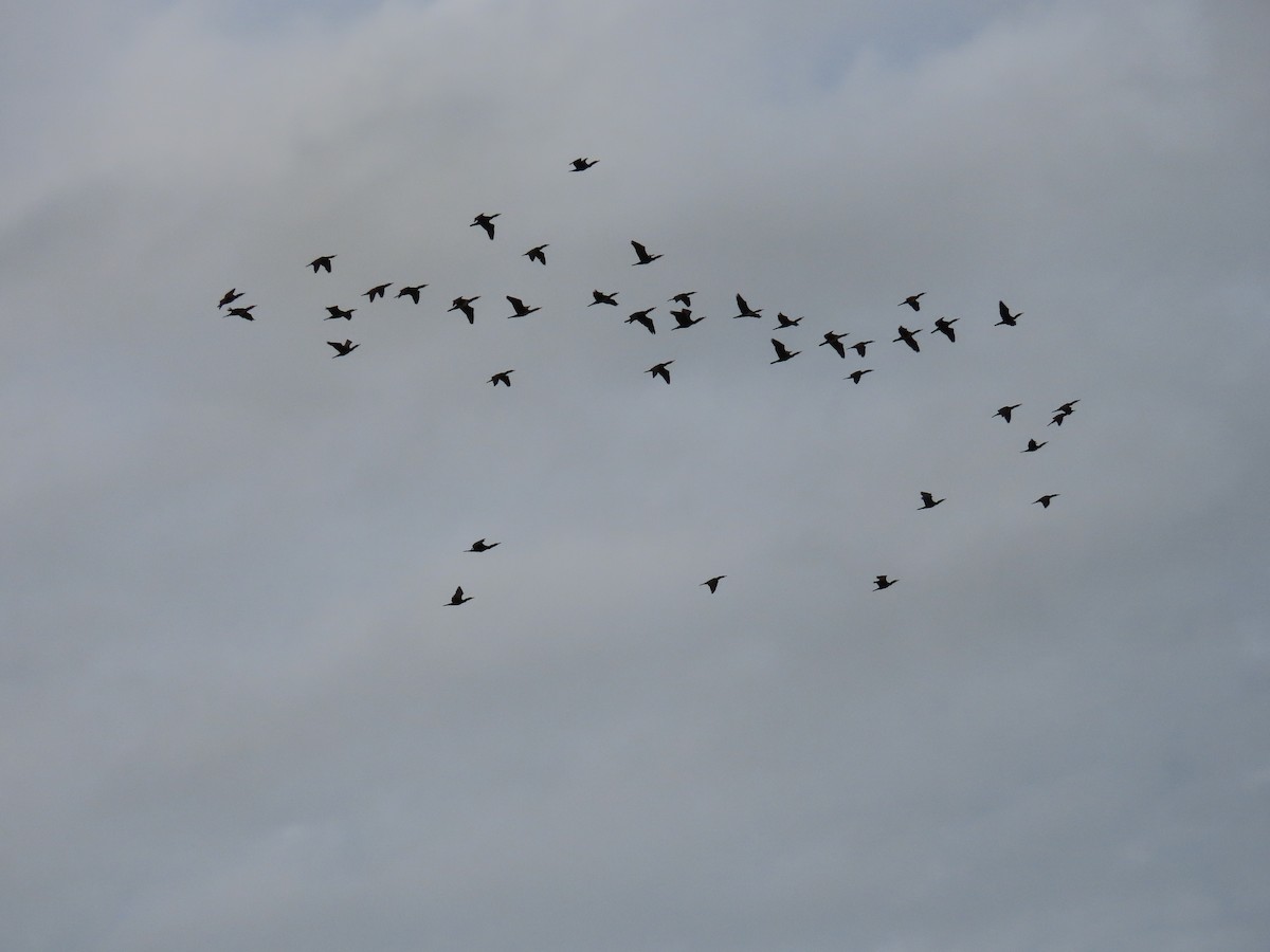 Great Cormorant - ML644082138