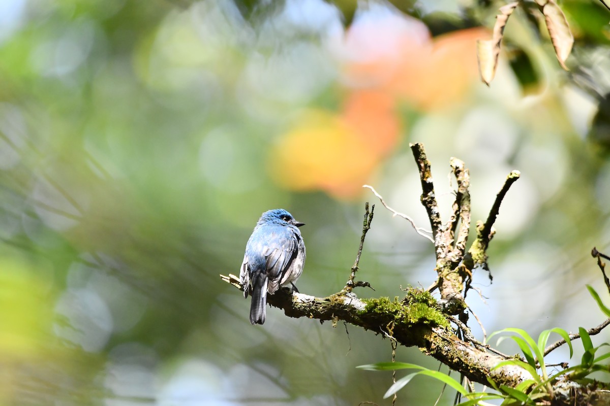 Indigo Flycatcher - ML644082139