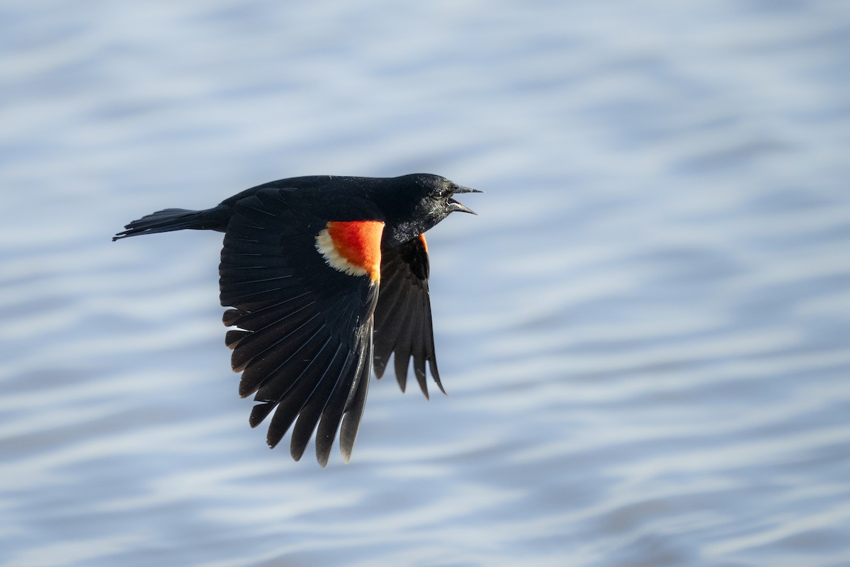 ハゴロモガラス - ML644082140