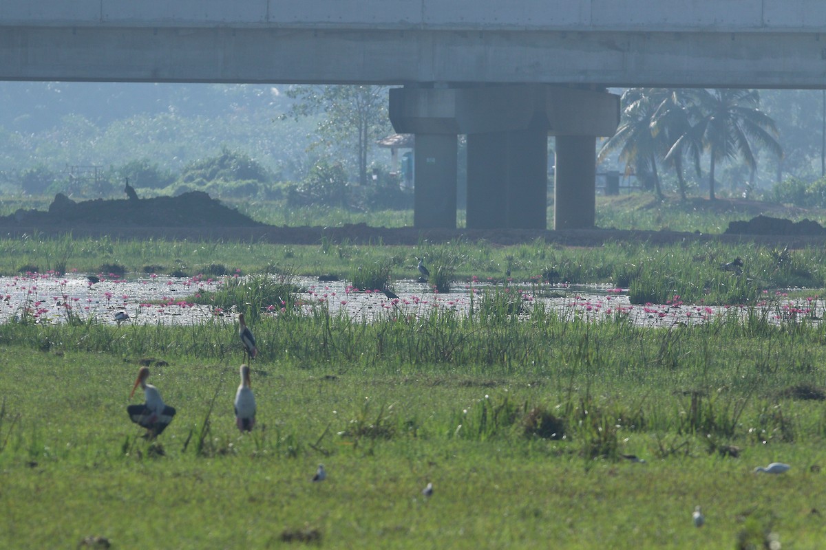 Knob-billed Duck - ML644082145