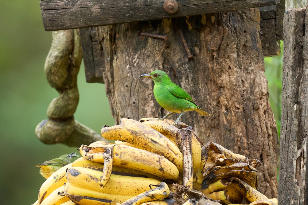 Kappennaschvogel - ML644082148