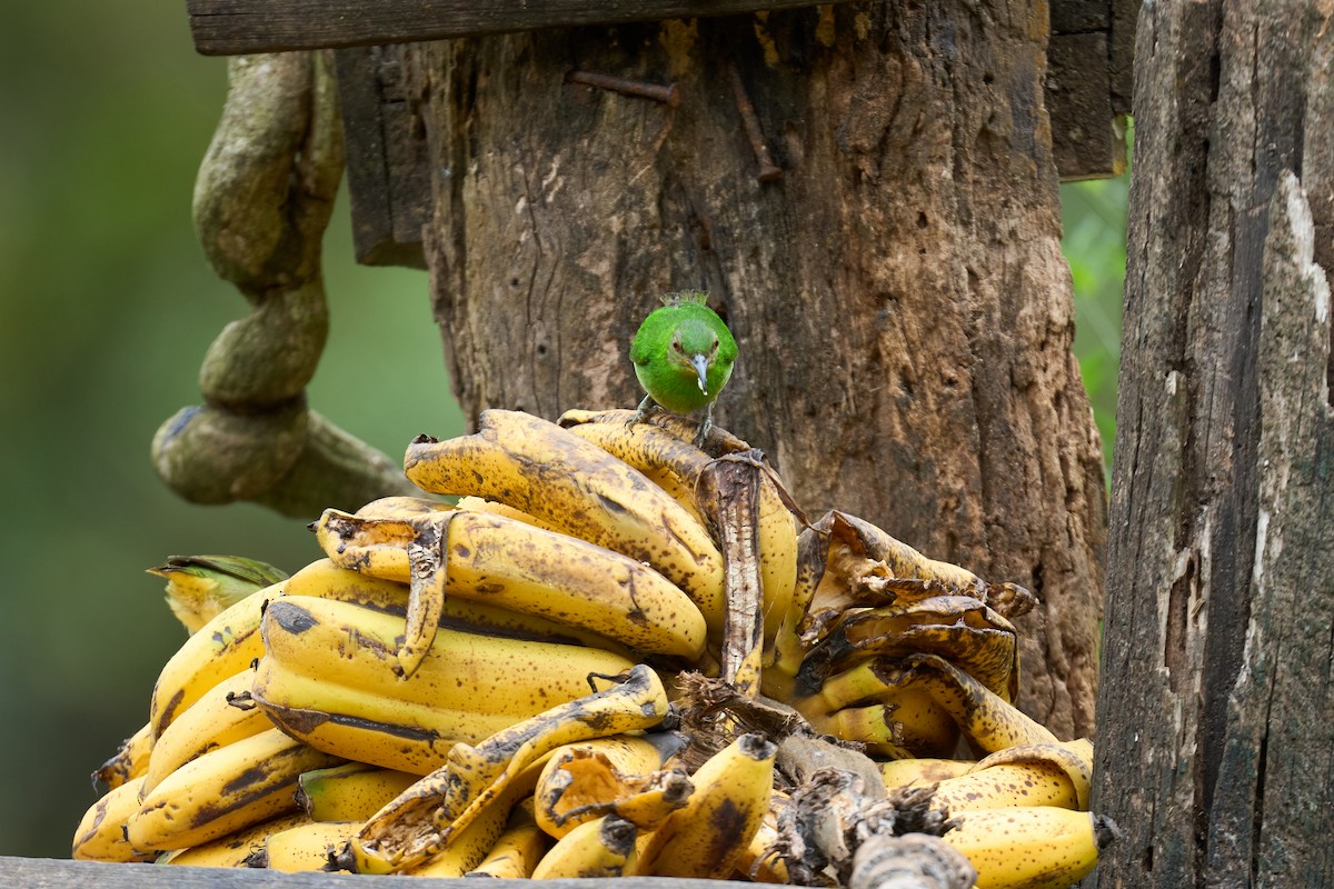 Kappennaschvogel - ML644082149