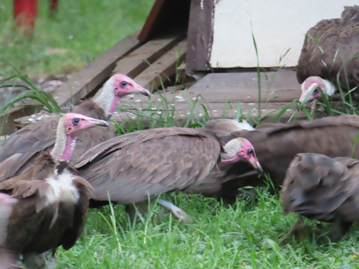 Hooded Vulture - ML644082150