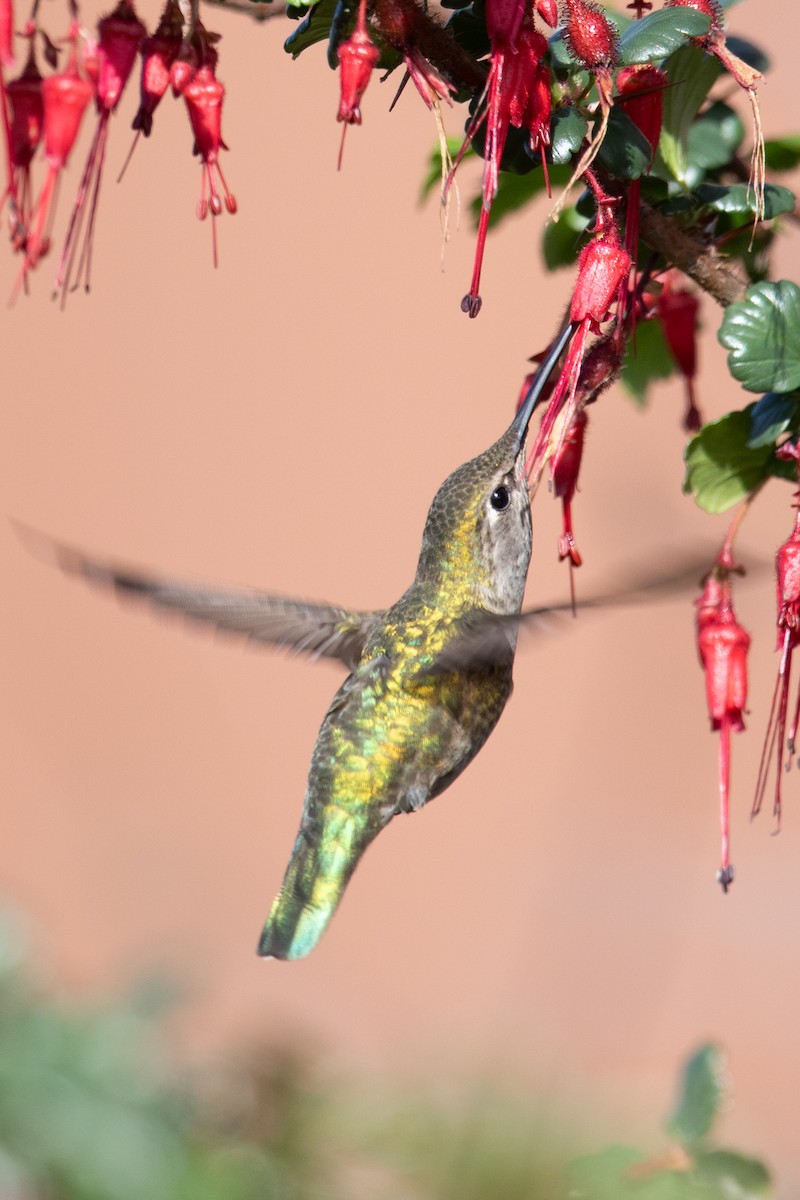 Anna's Hummingbird - ML644082151