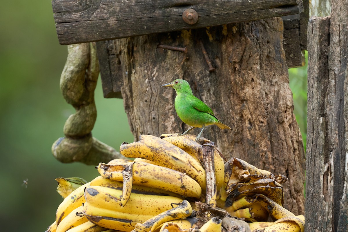 Kappennaschvogel - ML644082153