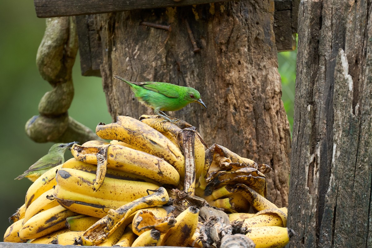 Kappennaschvogel - ML644082155