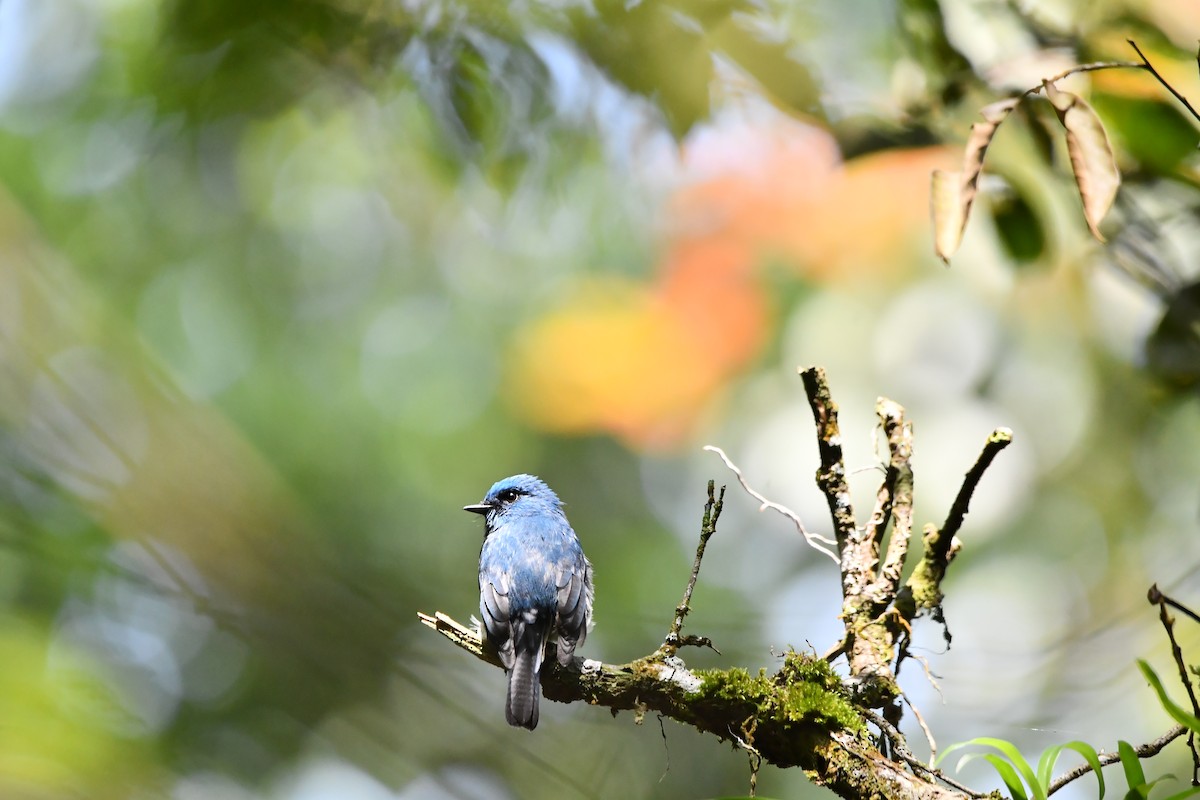 Indigo Flycatcher - ML644082157