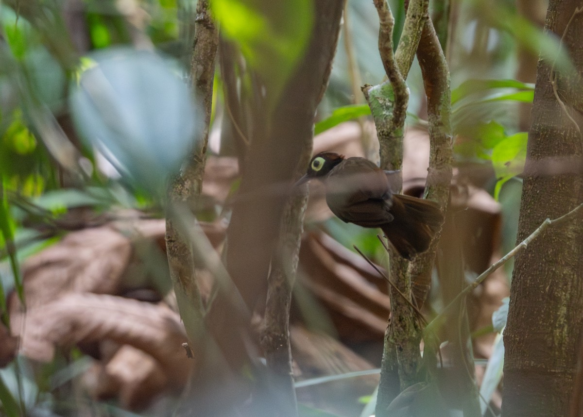 Harlequin Antbird - ML644082158