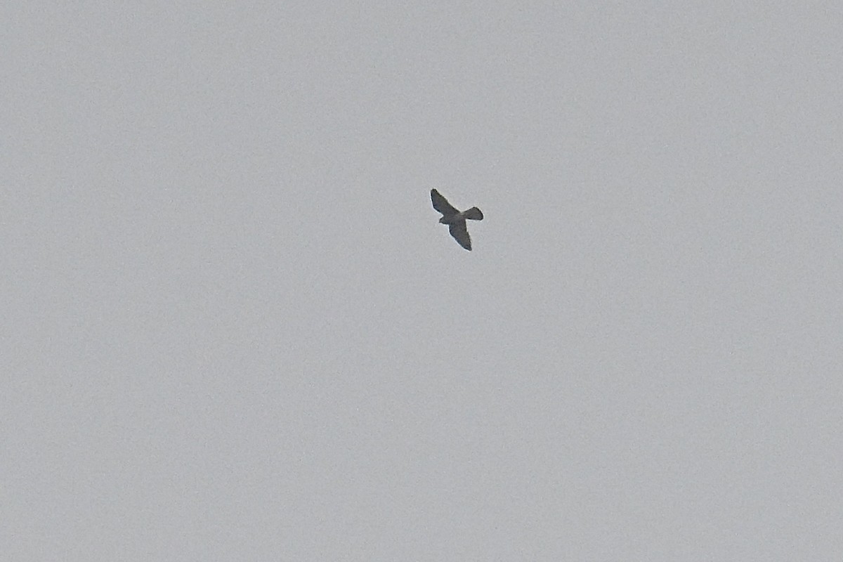בז נודד - ML644082173