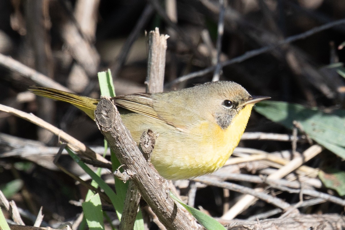 Common Yellowthroat - ML644082174