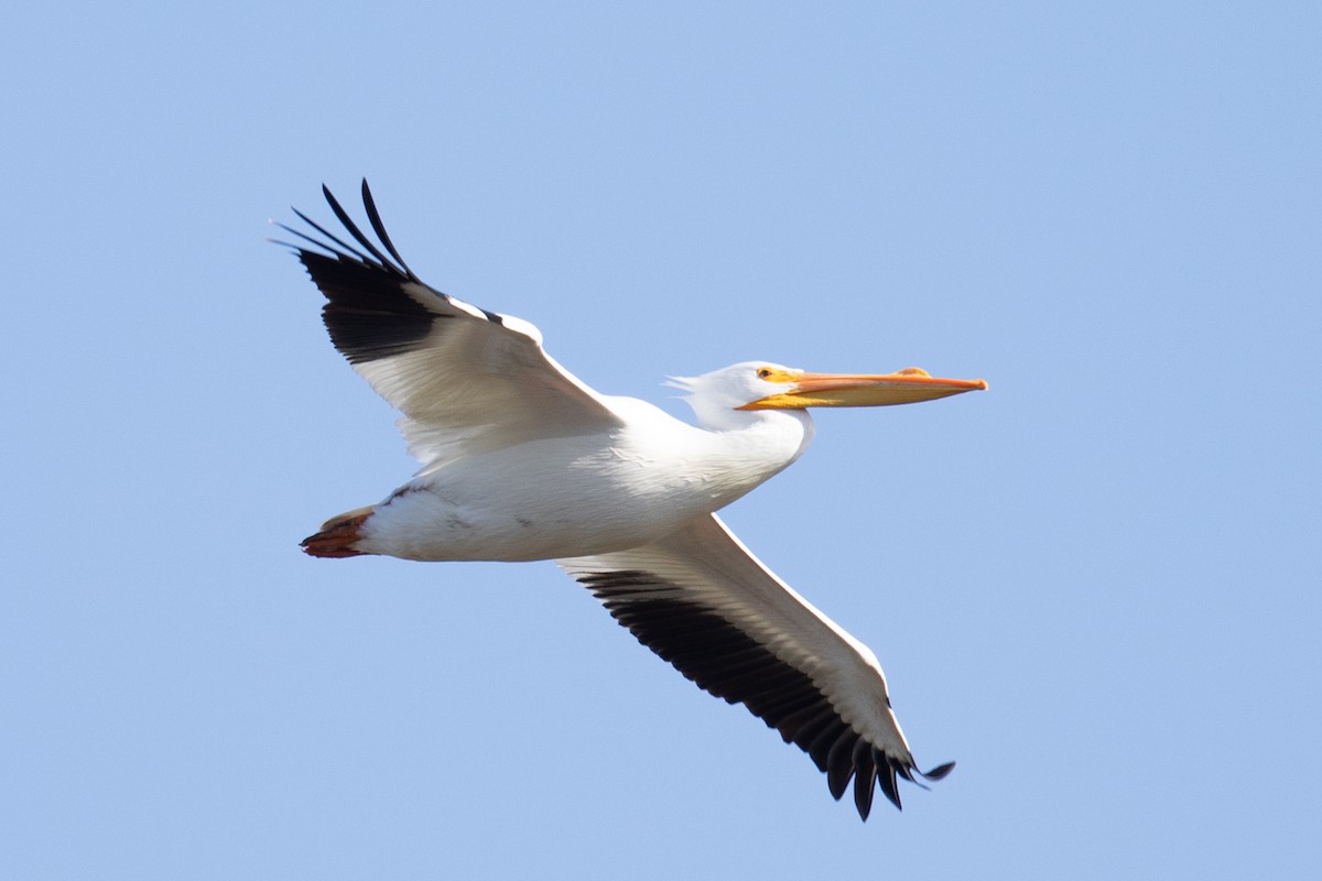 American White Pelican - ML644082177