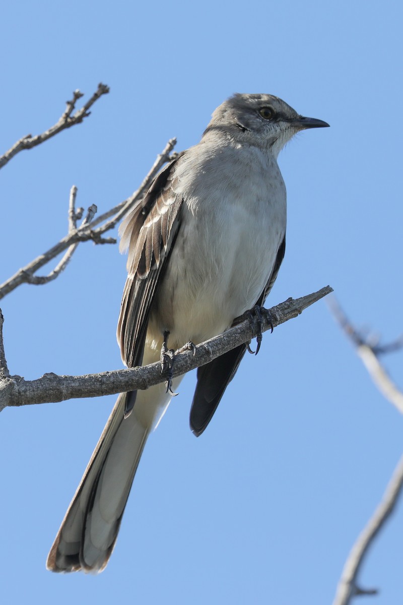 Northern Mockingbird - ML644082182