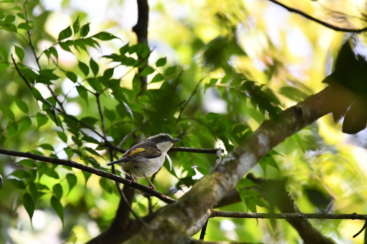 Яванская птерутия - ML644082190