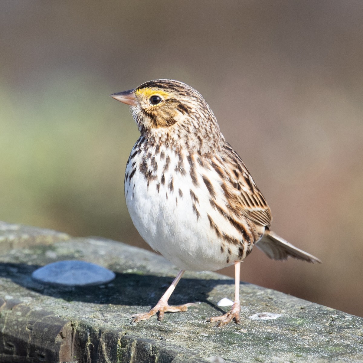 Savannah Sparrow - ML644082192