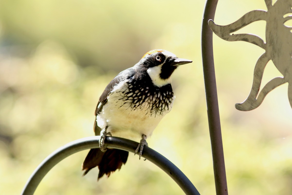 Acorn Woodpecker - ML644082197