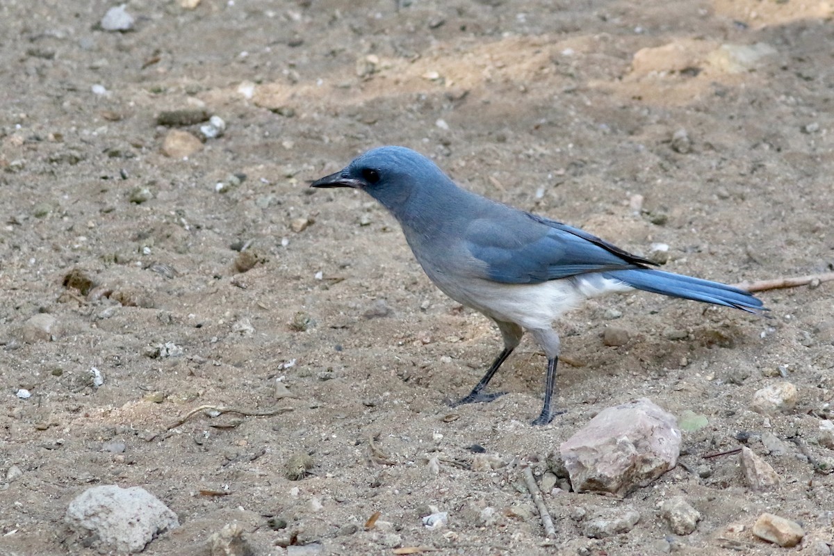 メキシコカケス - ML644082213