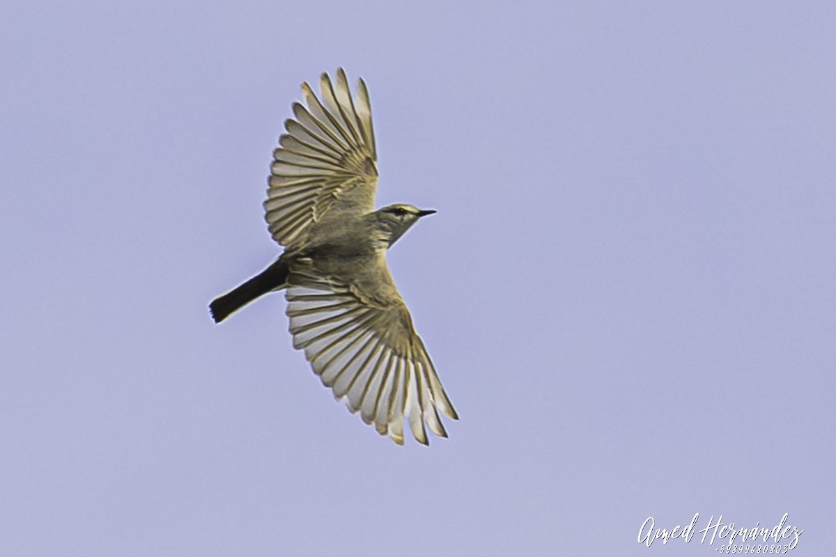 Puna Ground-Tyrant - ML644082214