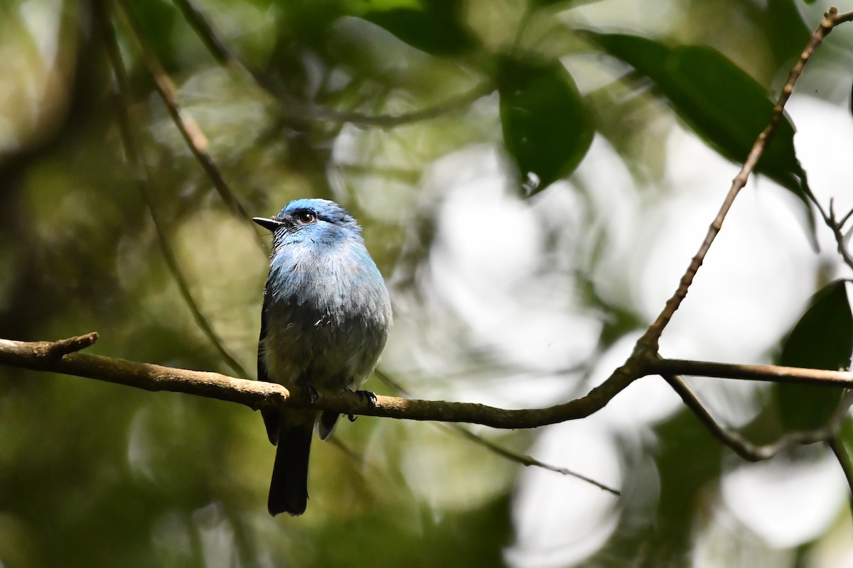 Indigo Flycatcher - ML644082232