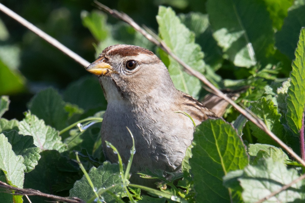 White-crowned Sparrow - ML644082233