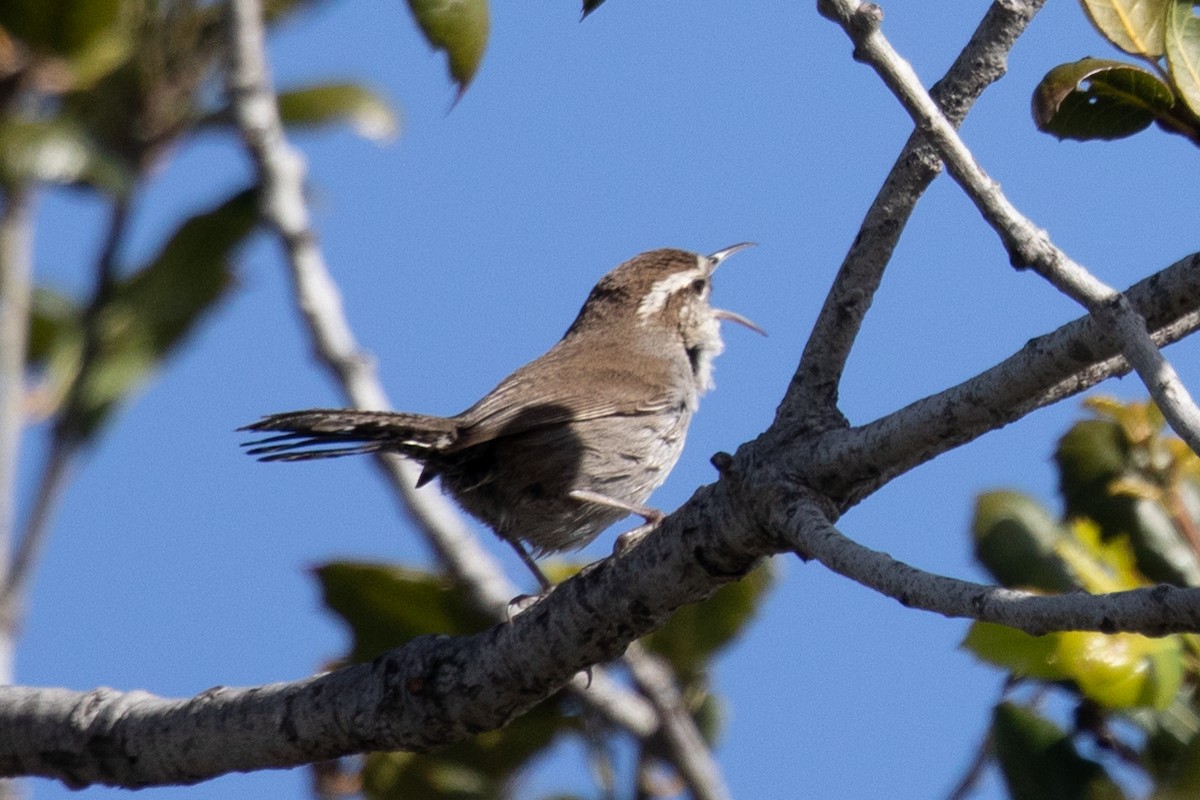 Bewick's Wren - ML644082245