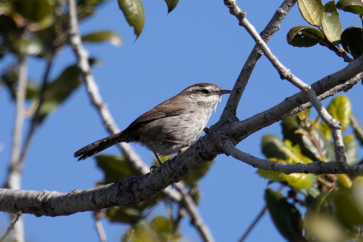 Bewick's Wren - ML644082259