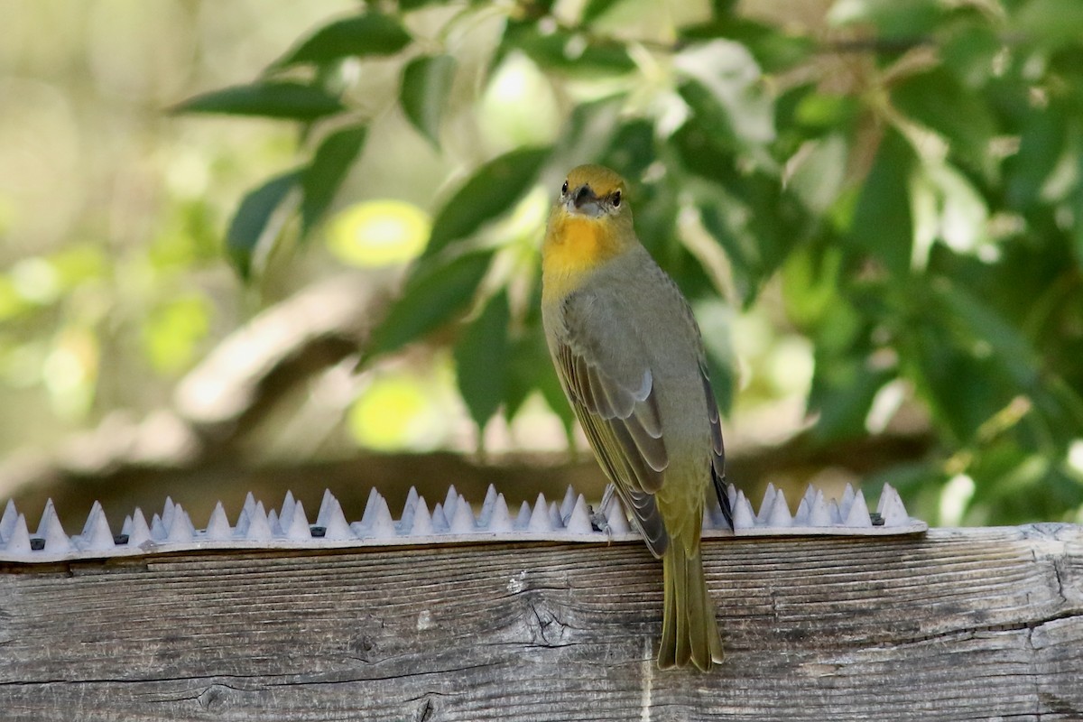 Hepatic Tanager - ML644082260