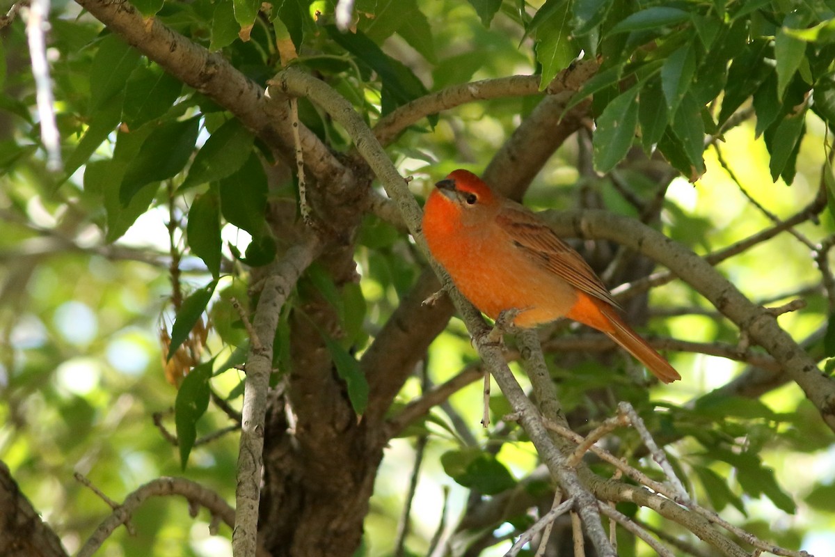 Hepatic Tanager - ML644082261