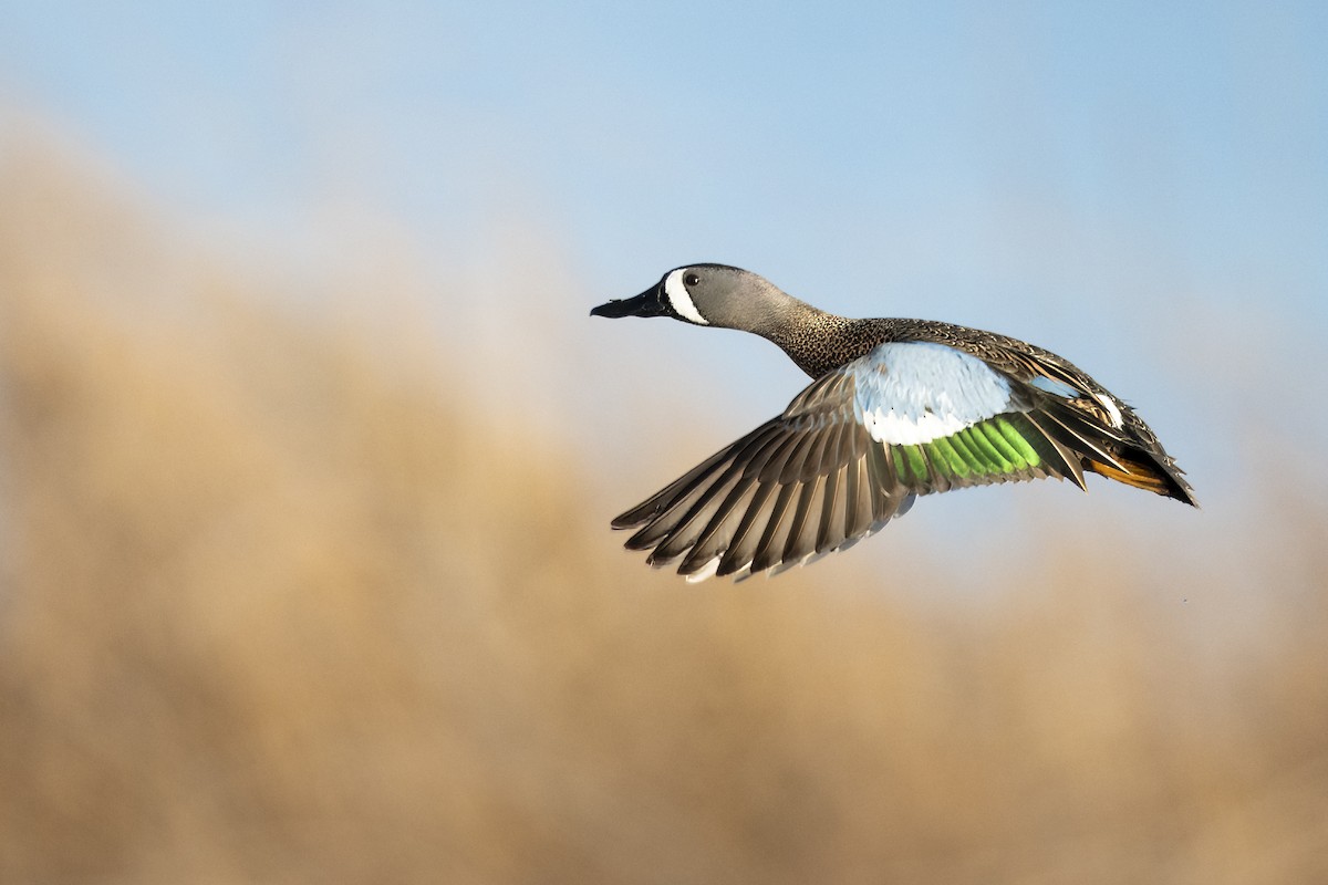 ミカヅキシマアジ - ML644082273