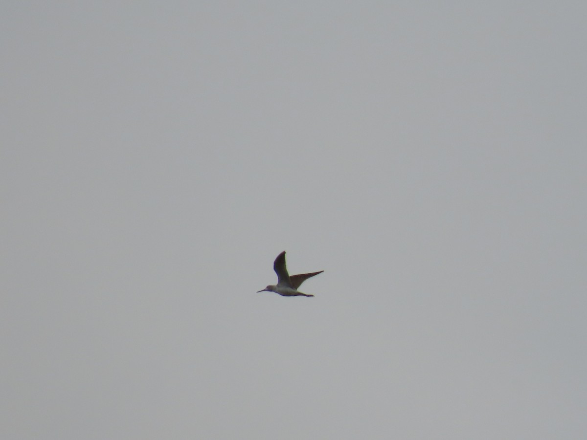 vodouš šedý - ML644082279