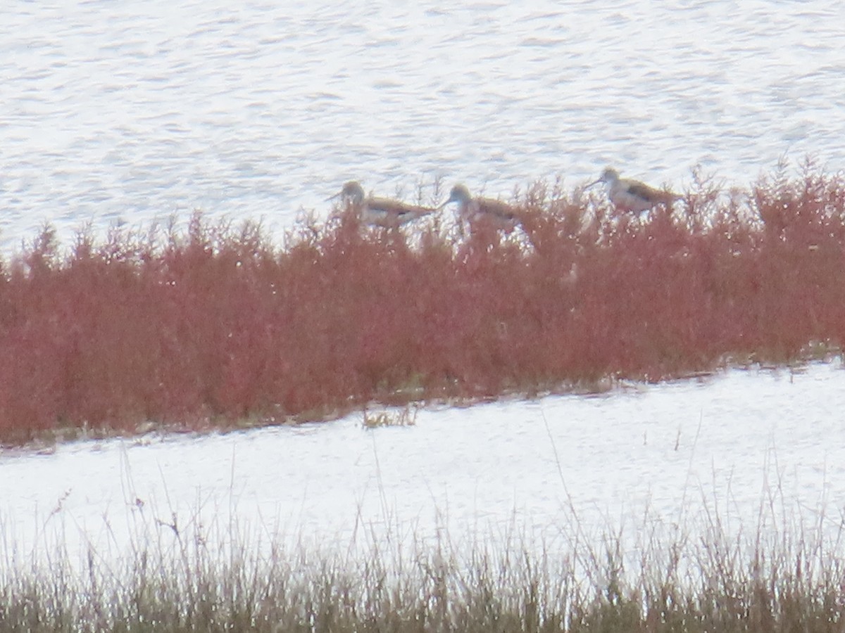 vodouš šedý - ML644082280