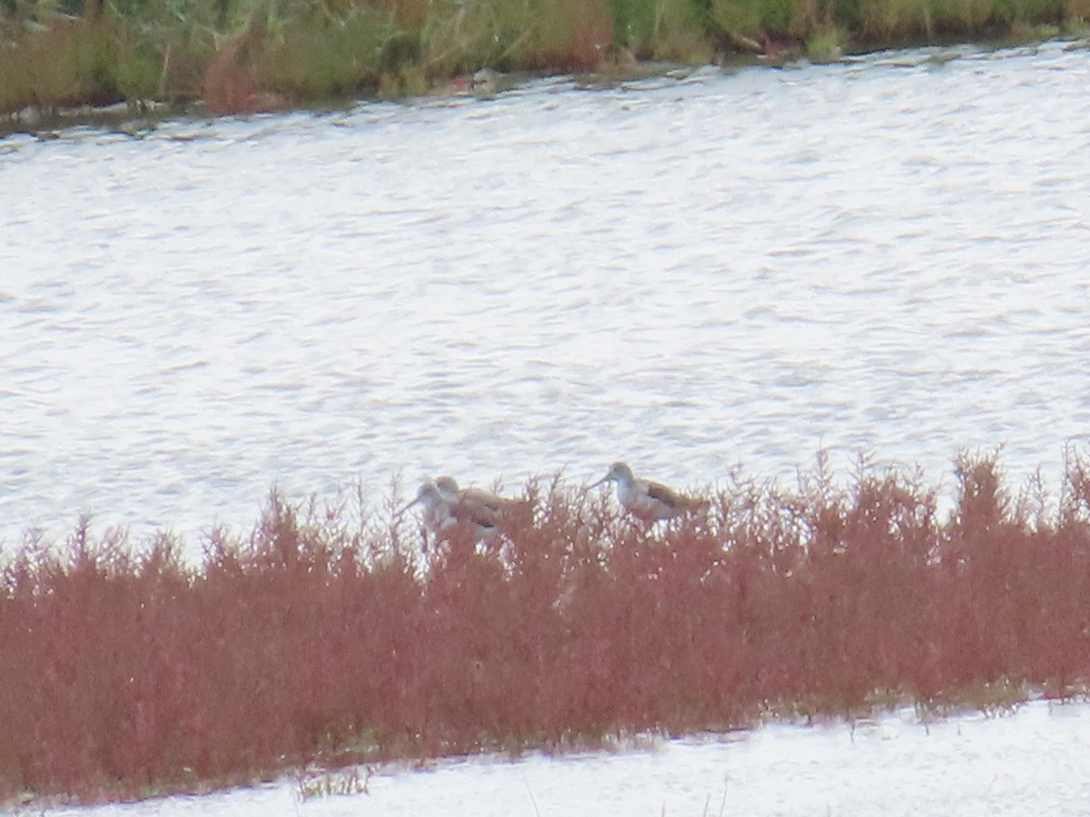 vodouš šedý - ML644082281