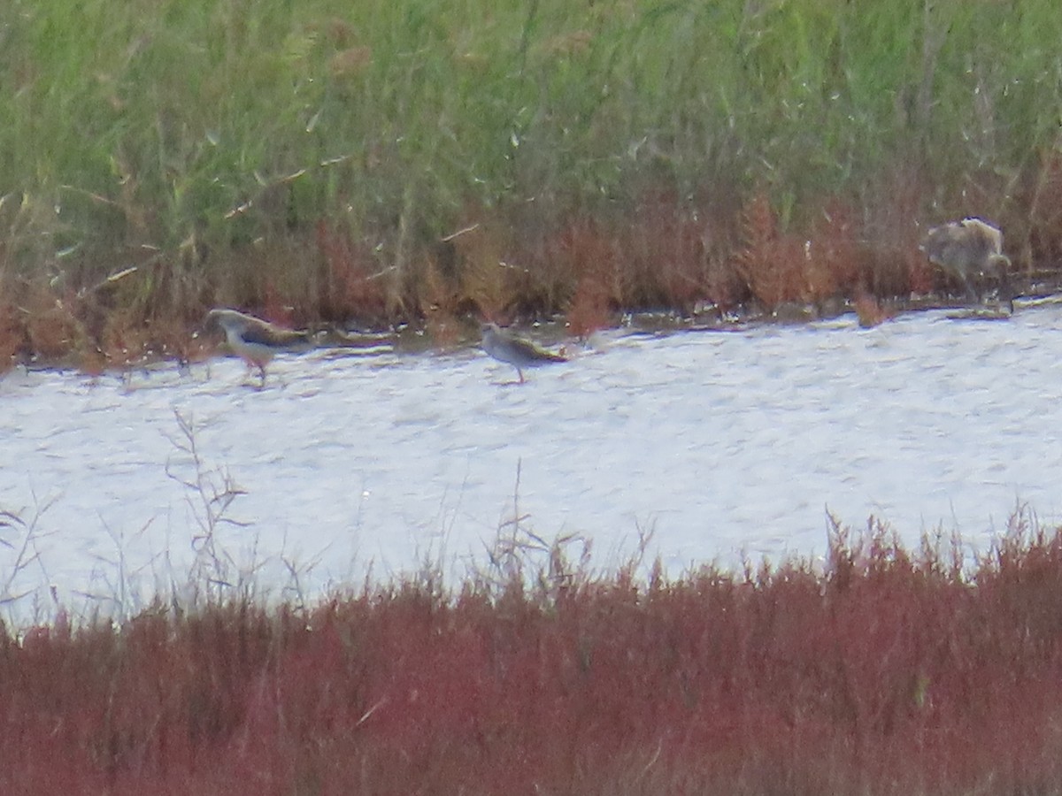 vodouš šedý - ML644082282