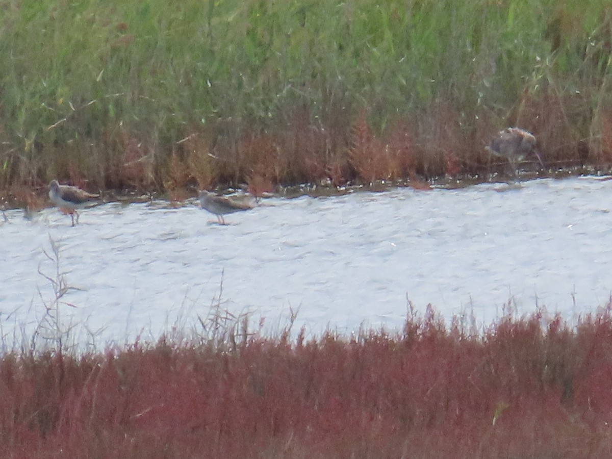 vodouš šedý - ML644082283