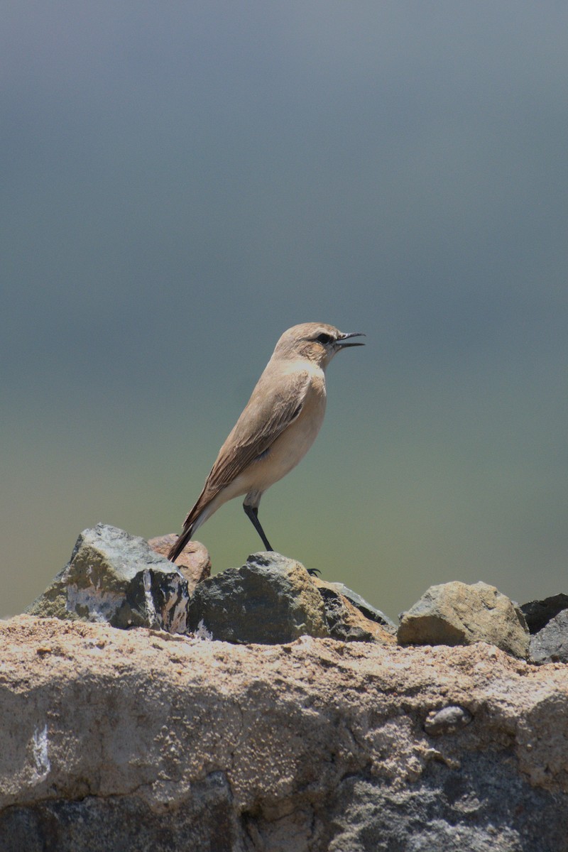 Isabelline Wheatear - ML644082291