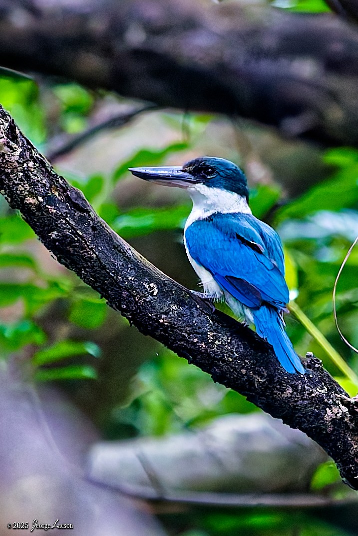 Collared Kingfisher - ML644082310