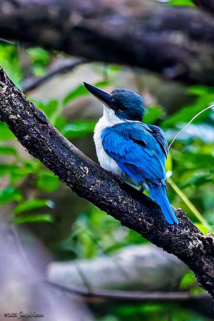 Collared Kingfisher - ML644082311