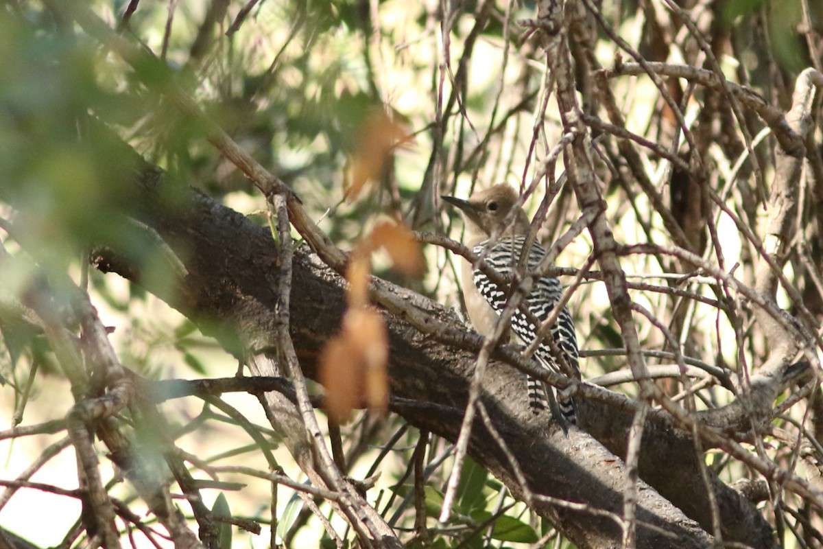 Gila Woodpecker - ML644082319