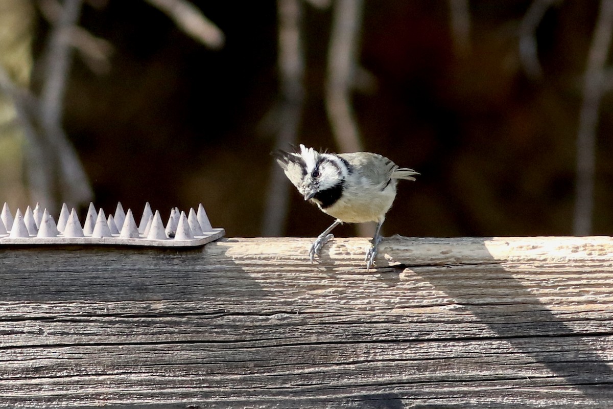 Bridled Titmouse - ML644082328